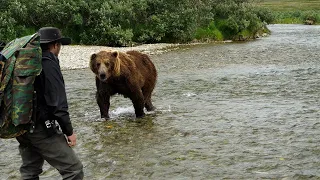 Huge Grizzly Bear Gets A Warning ⚠️ #alaska #grizzlies #alaska #grizzlybears