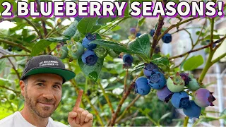This Simple Tip Will DOUBLE Your BLUEBERRY HARVEST!