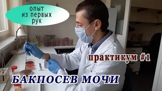 Бактериологическое исследование мочи (бакпосев). Практикум #1