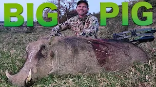 GIANT WARTHOGS - Hunting one of South Africa's best properties!