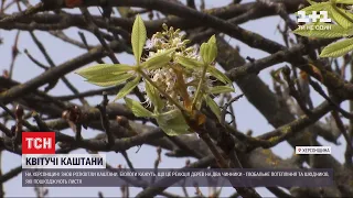 Через теплу осінь у Херсонській області знову цвітуть каштани