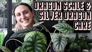 Alocasia Dragon Care 🐉 Silver Dragon & Dragon Scale Tips & Tricks