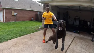 Massive Intense 1 Yr Old Cane Corso Lunges At Careless Breeder | Manstopper House Visit