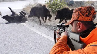 AKSİYON DOLU YABAN DOMUZU AVI / HIGH ADRENALIN WILD BOAR HUNTING, HOG HUNTING, PIG HUNTS, WILD LIFE