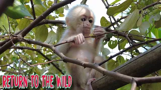 Baby monkey Kiti returned to the wild and is extremely cute