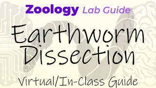 Earthworm Dissection - Virtual/In-Class Guide - Zoology