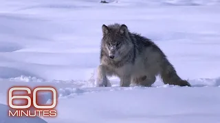 The wolves of Yellowstone | 60 Minutes Archive