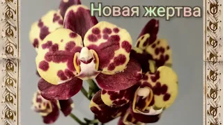 #Орхидея Ladybug 🐞: избавляемся от грибницы-второй способ👩‍🔬