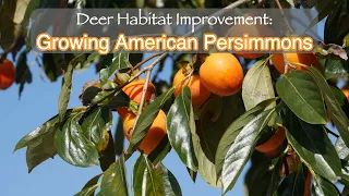 Deer Habitat Improvements | Growing American Persimmons