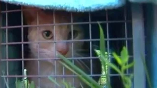 Cat Hoarding Case in Wyoming