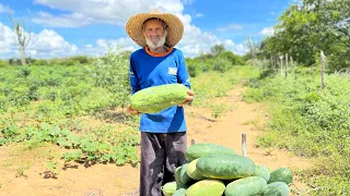 Colhendo melancia 🍉, Um Dia de colheita Aqui na Roça