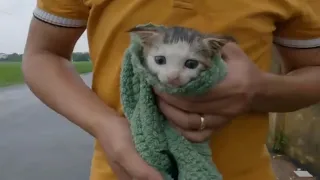 We found a crying kitten in this thin, cold, wet kitten lying on the water. kitten needs hlep