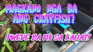 Ganito pala ang presyo! Crayfish Farming