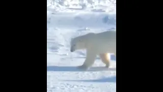 The polar bear wandered into the village on Taimyr — looked at the playground and took a walk at the