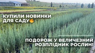 Подорож у величезний розплідник рослин. Купили новинки для саду!