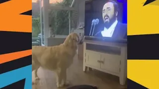 Watch How This Dog Reacts To His Favourite Song