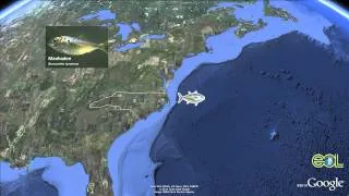 Atlantic Bluefin Tuna Google Earth Tour