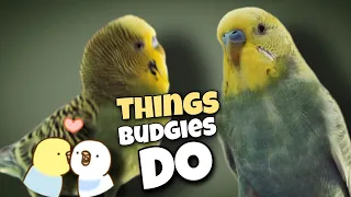 47 Things That Budgies Do