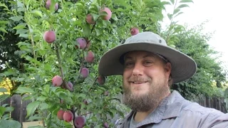 The Cold Hardy, Self-Fertile Santa Rosa Plum Tree FTW