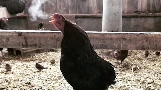 ROOSTERS IN SLO-MO ARE HORRIFYING!!!