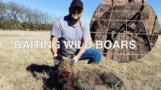 Baiting Traps Catching Hogs!! 🐗🐗🐗