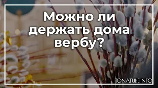 Можно ли держать дома вербу? | toNature.Info