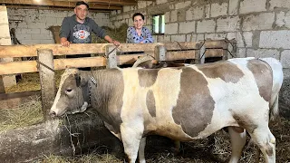 Правда про продажу биків м’ясом! Сезон чорниць відкрито💥💥💥