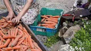 How I Store ROOT VEGETABLES (that last through the winter!) | Market Garden | Grow GREAT carrots!