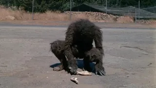 Schlock (1973) - "2001" Scene