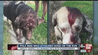 Dogs beaten with sledgehammer