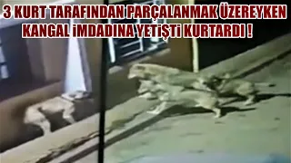 3 KURDUN PUSUYA DÜŞÜRDÜĞÜ KÖPEĞİN YARDIMINA KANGAL YETİŞTİ ! KURT VE KANGAL KARŞI KARŞIYA , DEV KURT