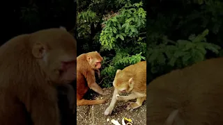 all animal video | monkeys animal | monkeys eating banana |