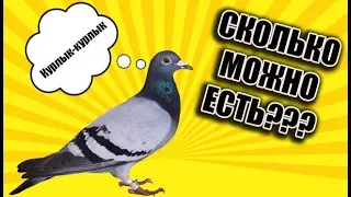 СИМУЛЯТОР ГОЛУБЯ! Pigeon Pop