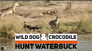 Wild dog hunt Waterbuck