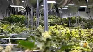 Legalized Recreational Marijuana Could Come To Pennsylvania, But Some Say More Analysis Needed