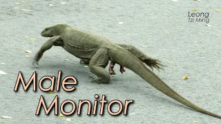 Male Monitor !! (25Sep2020)