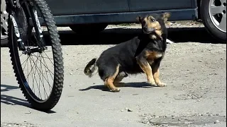 Homeless Dog Keeps Following Strangers On The Street Until They Realize What He’s Really After