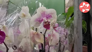 Шикарная уценка орхидей в ОБИ