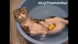 Забавные кошки в воде, жара