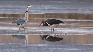 Čáp černý ,, Ciconia nigra "