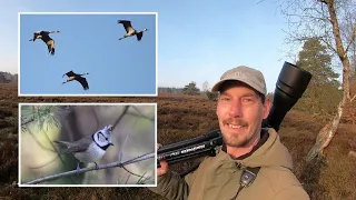 Birding in the Lüneburg Heath [Canon EOS 90D + Tamron 150-600mm]