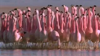 (Hilarious) Andean flamingo mating dance | NATURE | "Andes: The Dragon's Back"