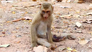 Hot News .............A monkey fell from a tree, paralyzing his left leg.