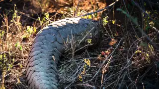 SA1516 03 Pangolin Sighting at Elephant Plains