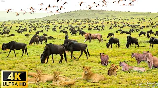 4K African Wildlife: The World's Greatest Migration from Tanzania to Kenya With Real Sounds