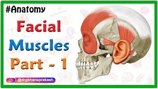 Facial muscles Anatomy animation Part 1 : Neck and Auricular muscle group