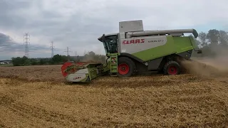 Żniwa Pszenicy 2020 Z claas Lexion 570