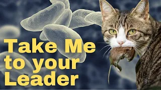 Does This Cat Parasite Control Your Mind?