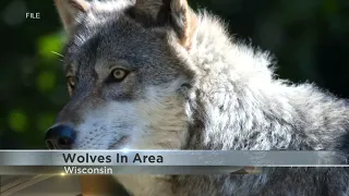 Wisconsin DNR issues warning after dog killed by wolves