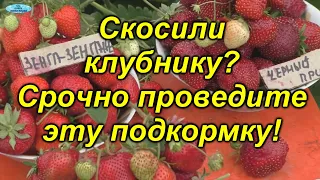 Подкормка клубники после плодоношения(реально помогает)